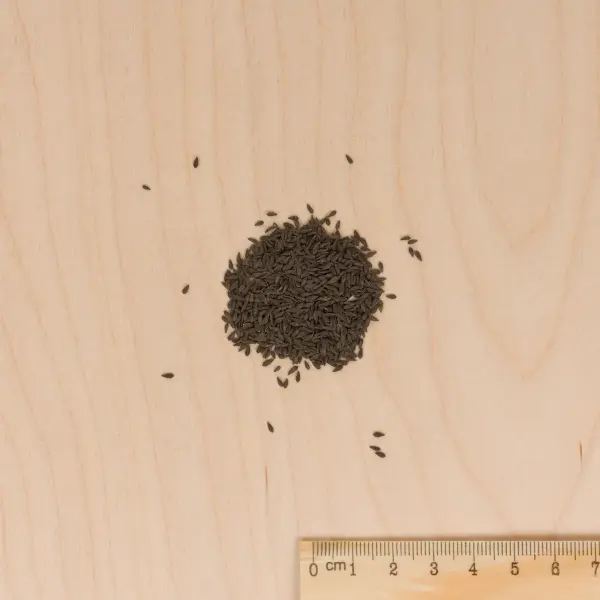 Potagères - Laitue à Couper Feuille de Chêne Grenadine - MEDIA_3D